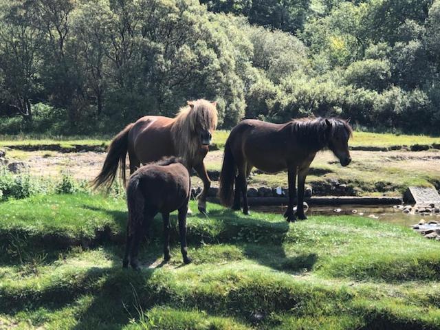 Down The Garden Path Vintage Caravan B&B , Dartmoor Newton Abbot Extérieur photo